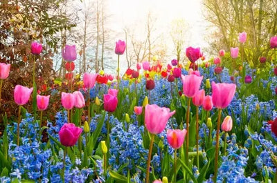 Spring Organsiational tips 2025